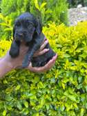 Cocker spaniel