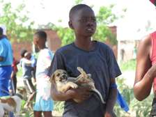Mobile Veterinary Services in Nairobi