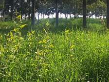 Prime One ( 1 ) Acre  Land in Ngong
