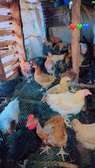 Farm-Raised Chickens for Fresh Eggs & Quality Meat