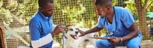 Mobile Veterinary Services in Karen, Nairobi