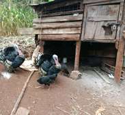 Mature male turkeys