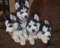 Siberian Husky puppy