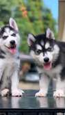 Siberian Husky puppy