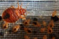 Bed Bug Fumigation Service | 24hr Same Day South C, South B