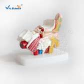 MODEL EAR FOR SALE IN NAIROBI,KENYA