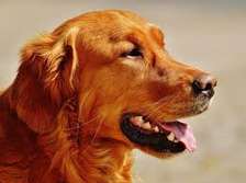 Home Dog Training in Syokimau,Thika,Tigoni  Runda, Ruaka