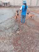 Male Belgian malinois