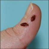 Bedbugs removal