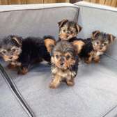 Home Raised Teacup Yorkie Puppies.