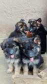 German sheperd puppies