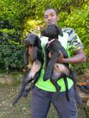 Labrador retriever puppies
