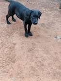Black Labrador retriever puppy