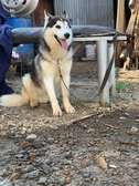 Husky available for rehoming