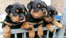 Cute Rottweiler puppies