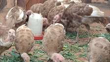 bouborn red  birds  for sale