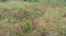 Versatile Land Plot for Development & Farming