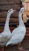 chinese goose