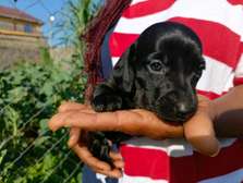 Miniature dachshund