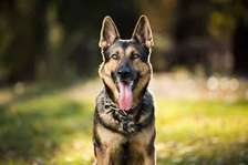 The Nairobi Dog Trainer – Dog Training & Behaviourist.