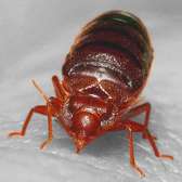 BED BUG Fumigation and Pest Control Services in Komarock