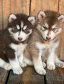 Siberian husky puppies for rehoming