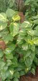 Golden Pothos on Moss stick