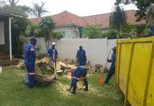 Best Tree Service in Kenya-TREE Felling and tree removal