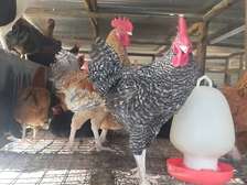 Improved Kienyeji Cocks