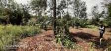 Prime 1/4 an acre for sale in Kerarapon
