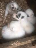 100% full breed Puppies available for sale