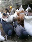 Pigeons