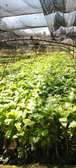 Coffee Seedlings