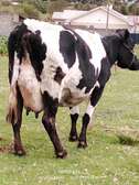 Cows on market