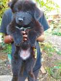 Solid Black German Shepherd Puppy