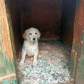 Beautiful cream golden Retriever ready for a new hone