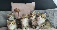Priceless Siberian kittens for sale.