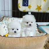 Tea cup Pomeranian puppies for sale.