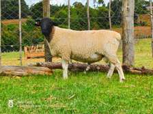 Pure pedigree dorper rams on sale