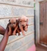 Chocolate Labrador puppies for rehoming