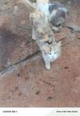 Turkish Angora Female cat