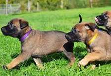 Dog Training Services Nairobi-Obedience,Protection & More!