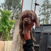 Chocolate labrador