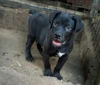 Black Boerbel puppies ready for forever homes