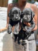 Black Labrador retriever puppies