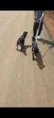 Black Male and Female Cocker Spaniels