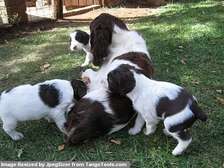 English springer spaniel