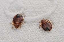 Bedbugs removal and cockroach solution