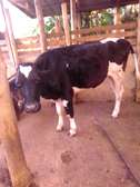 Freshian for sale