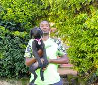 Adorable Black Labrador Retriever Puppies for Sale